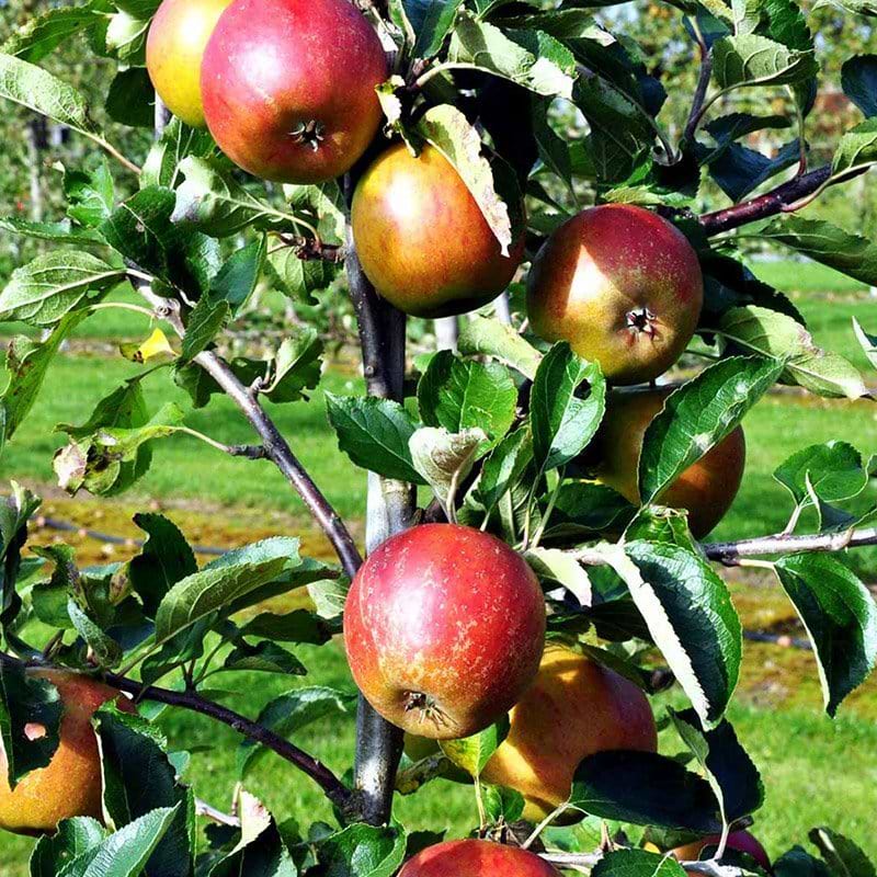 Æbletræ Holsteiner Cox