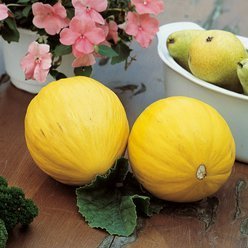 Honningmelon - Økologisk