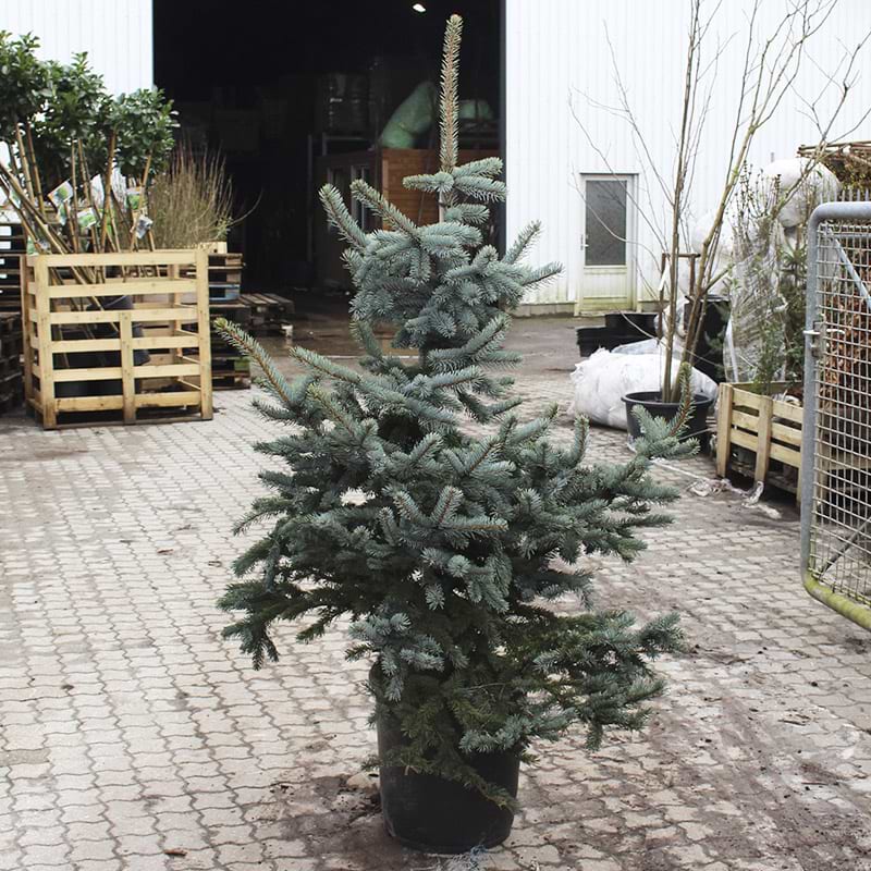 Hoopsii blågran