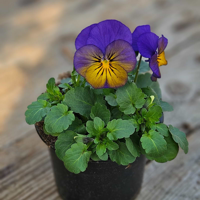 Hornviol lilla/gule nuancer