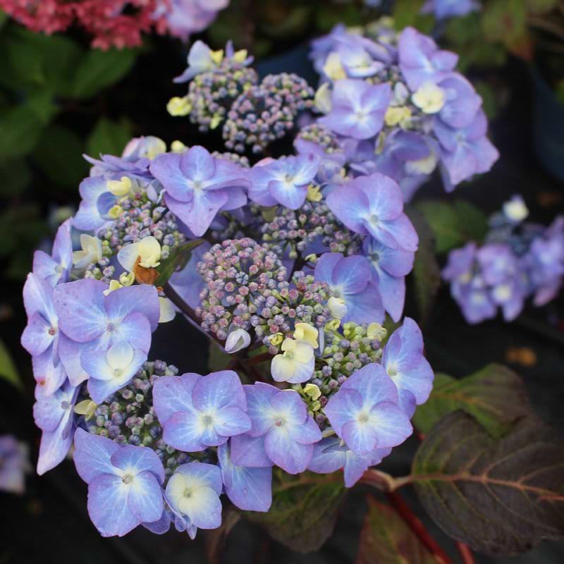 Hortensia Endless Summer Twist And Shout blue