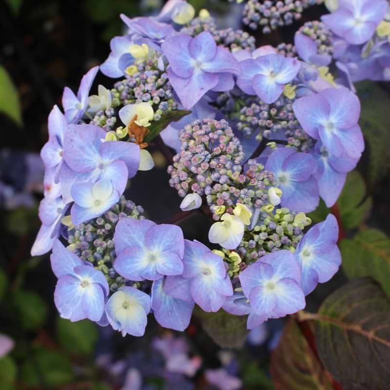 Hortensia (Hydrangea macrophylla 'Endless Summer Twist And Shout Blue') Flere varianter 