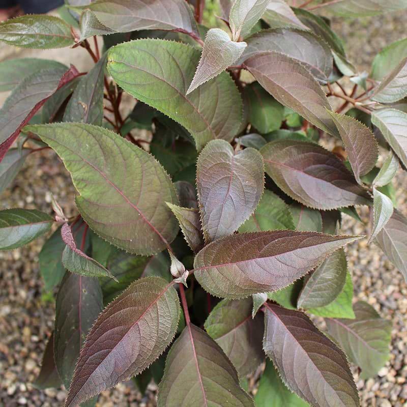 Hortensia rødlig