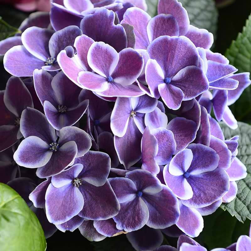 Hortensia Hydrangea  Harlequin