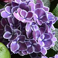 Hortensia Hydrangea  Harlequin