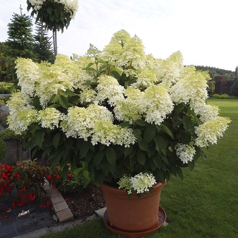 have hortensia Phantom