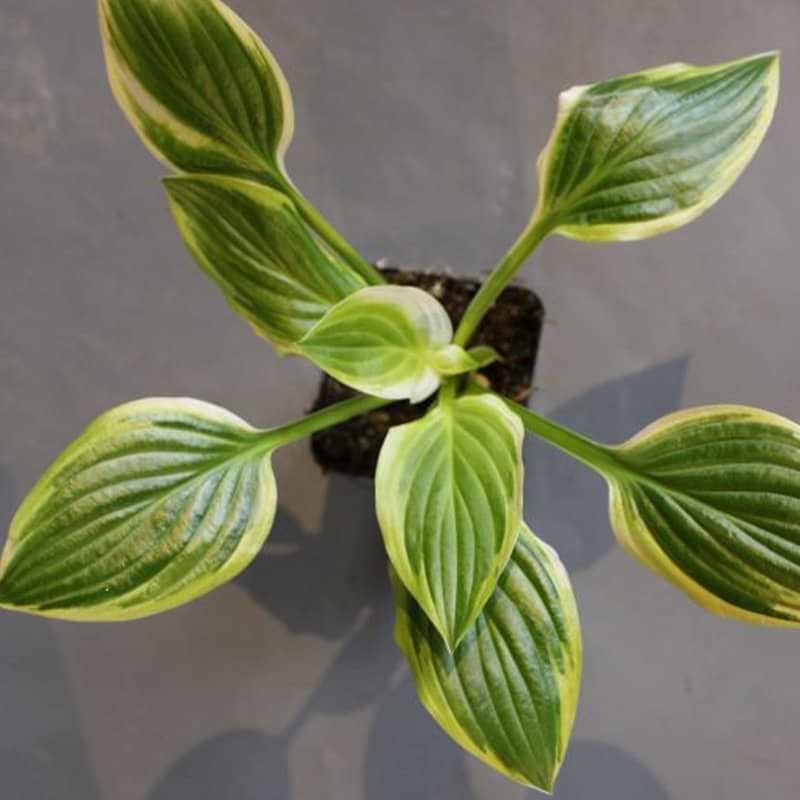 grøn hosta