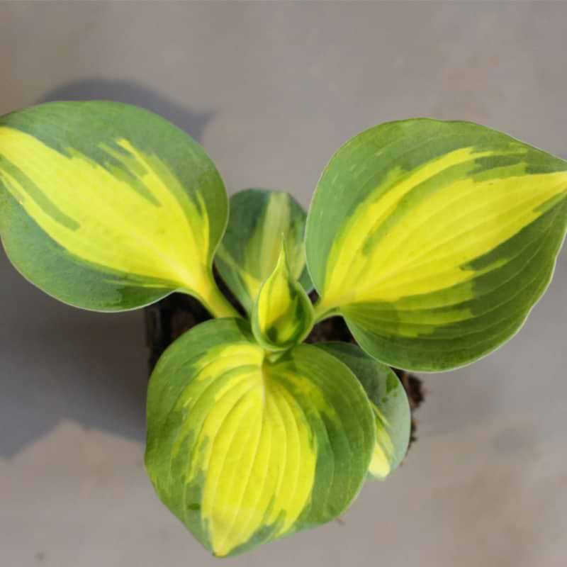 hosta ' Dream Queen '