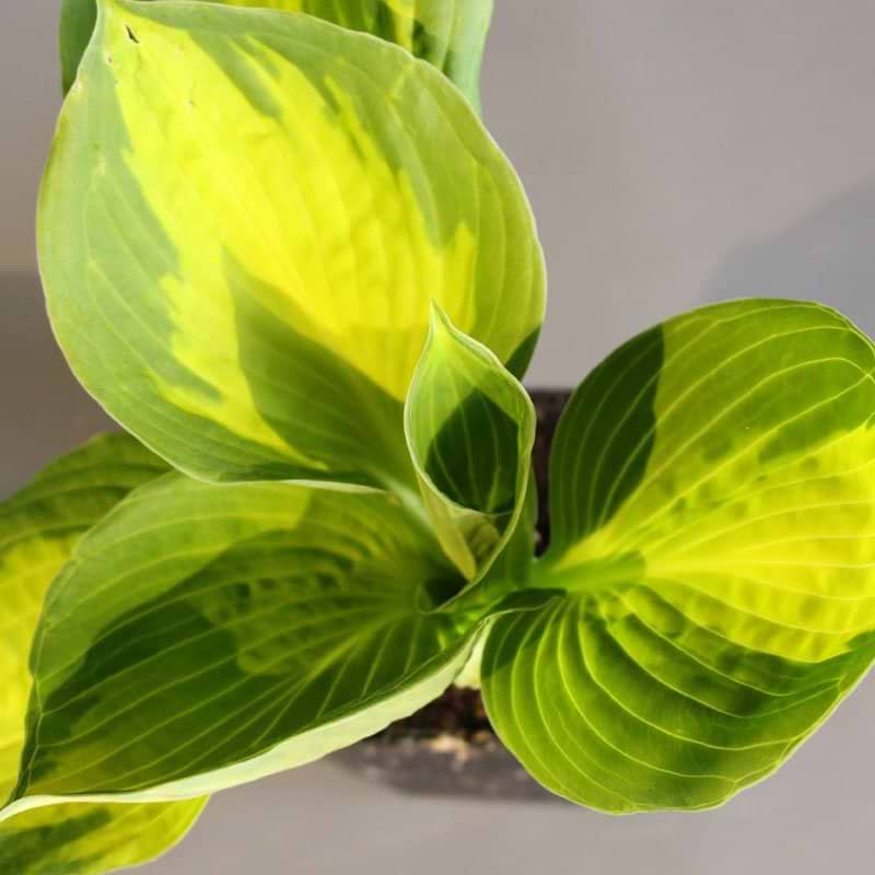 Funkia (Hosta fortunei 'captain kirk') 9 cm potte