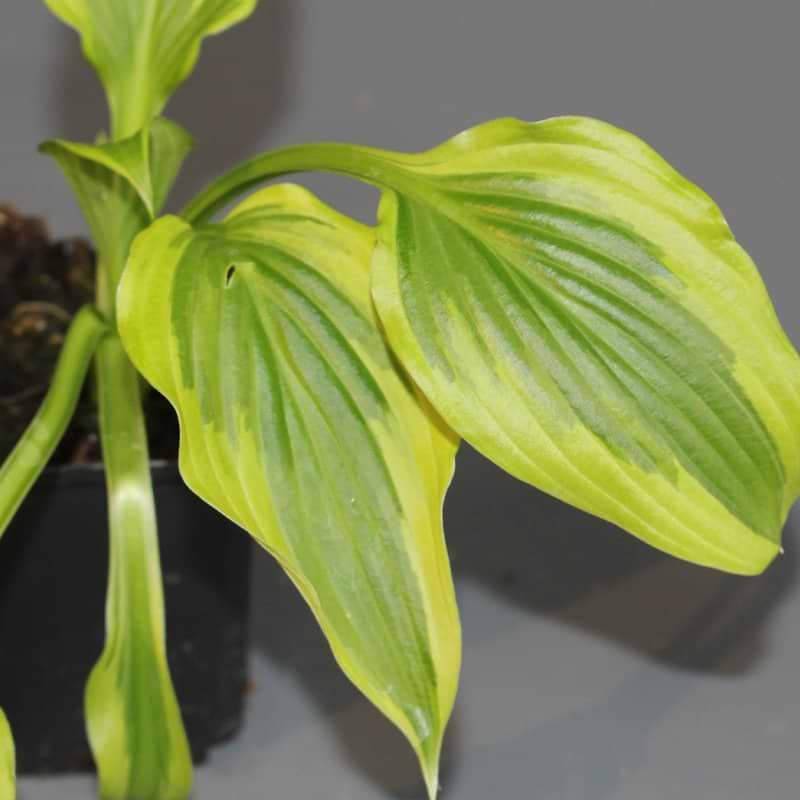 Funkia (Hosta fortunei 'Fantabulous') 9 cm potte