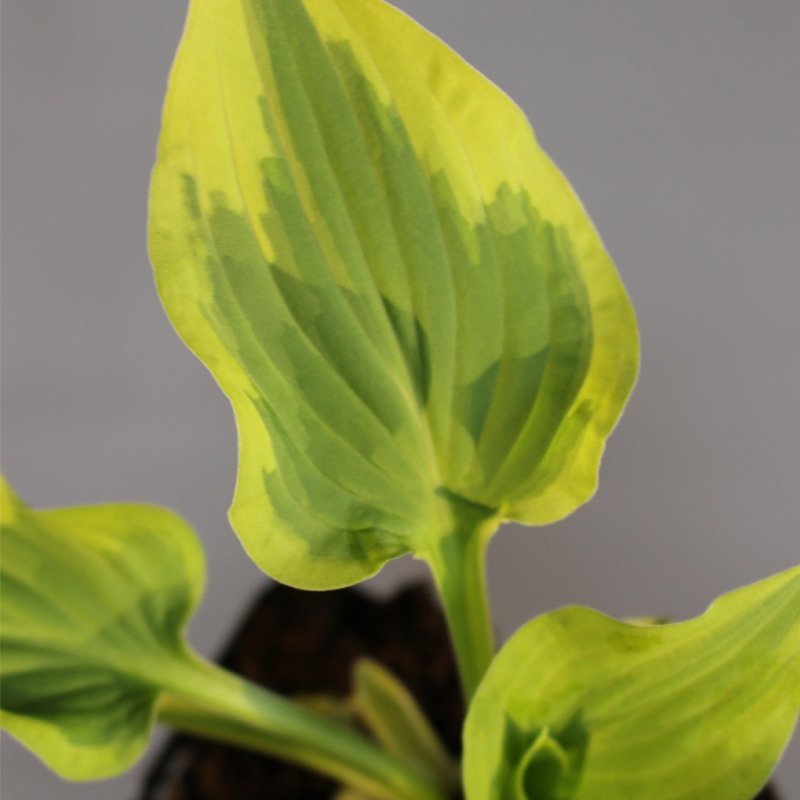 Funkia (Hosta 'Pilgrim') 9 cm potte