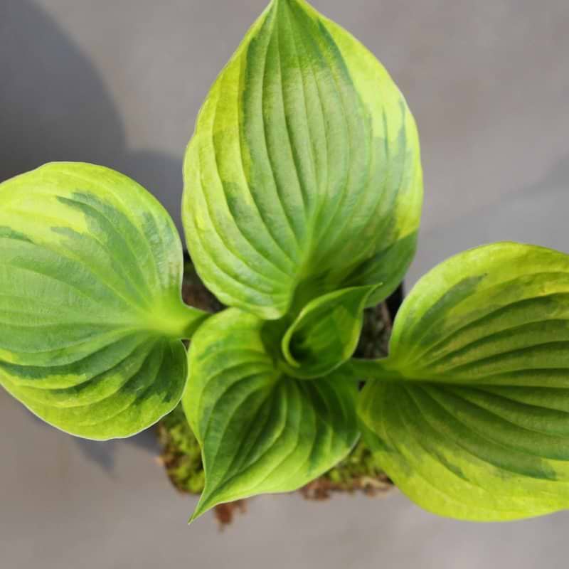 Funkia (Hosta 'twilight') 9 cm potte