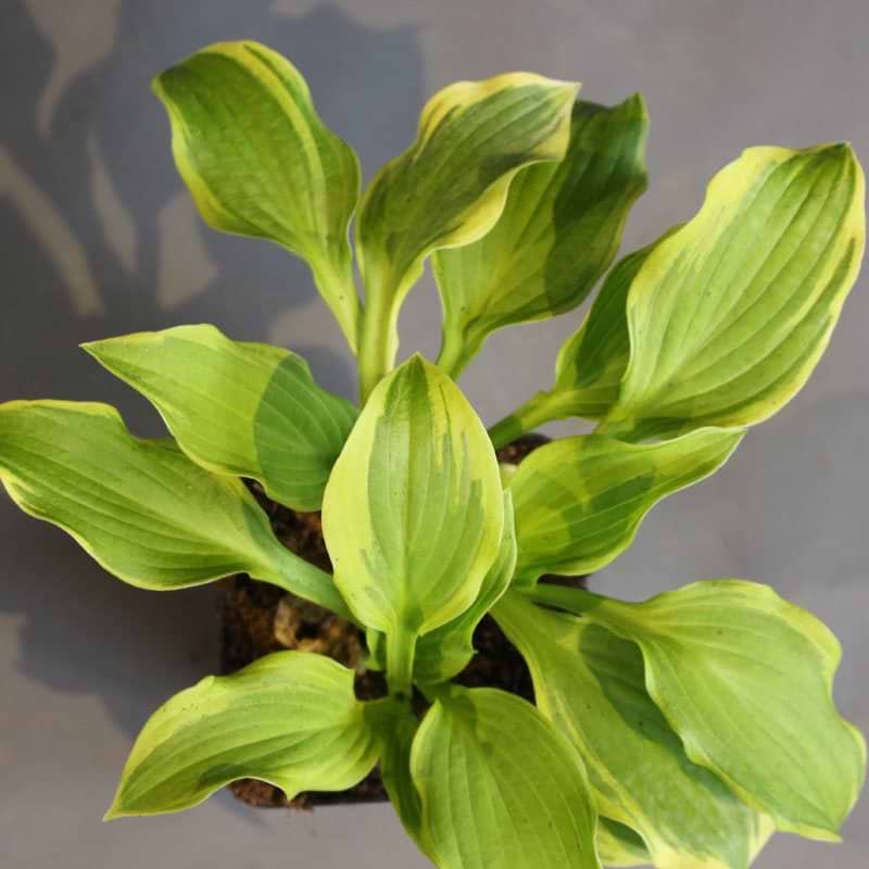 Funkia (Hosta 'Winter Warrior') 2 liters potte
