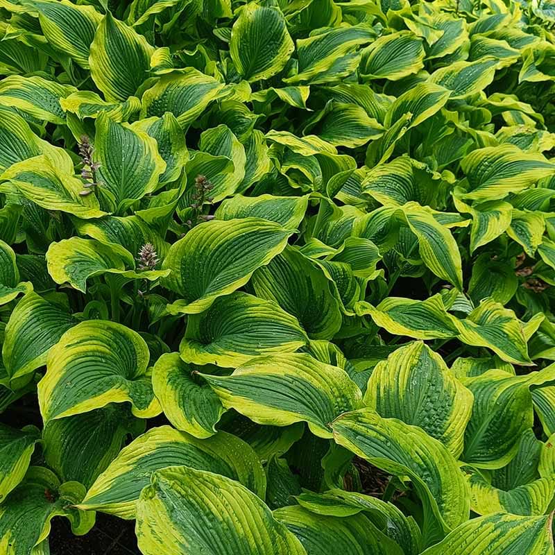 Hosta alantis broget blad