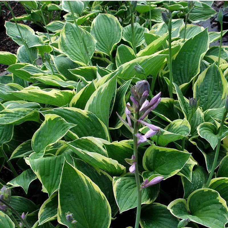 Funkia Hosta
