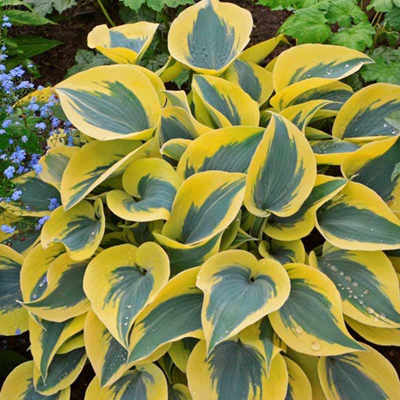 Funkia (Hosta 'Autumn Frost®' ) Flere varianter
