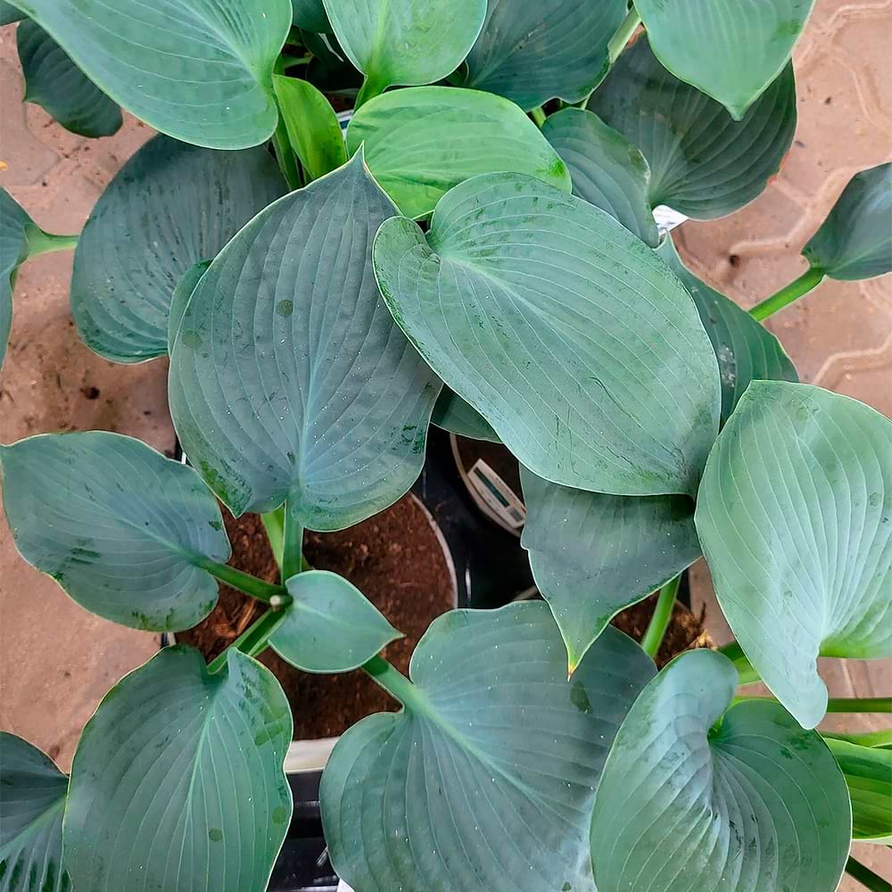 Funkia (Hosta 'Blue Umbrellas') 