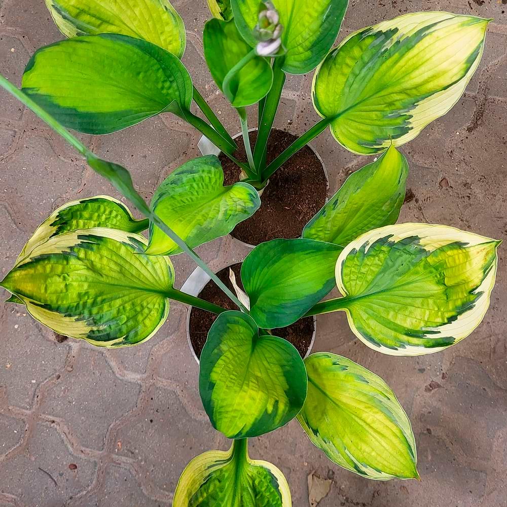 Funkia (Hosta 'Captains Adventure') 