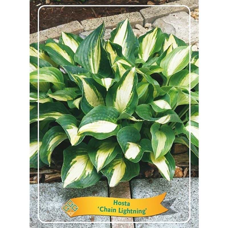 FUNKIA (HOSTA 'CHAIN LIGHTNING')