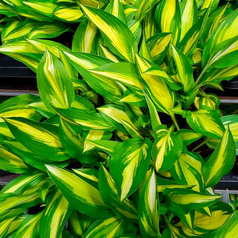 Hosta cherry berry