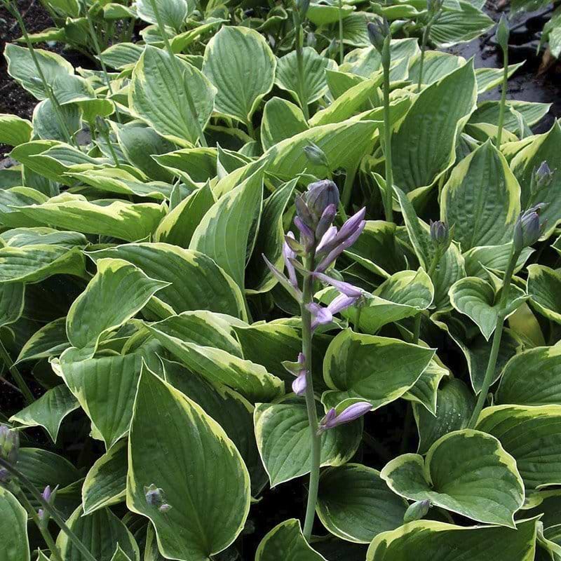 Funkia Hosta