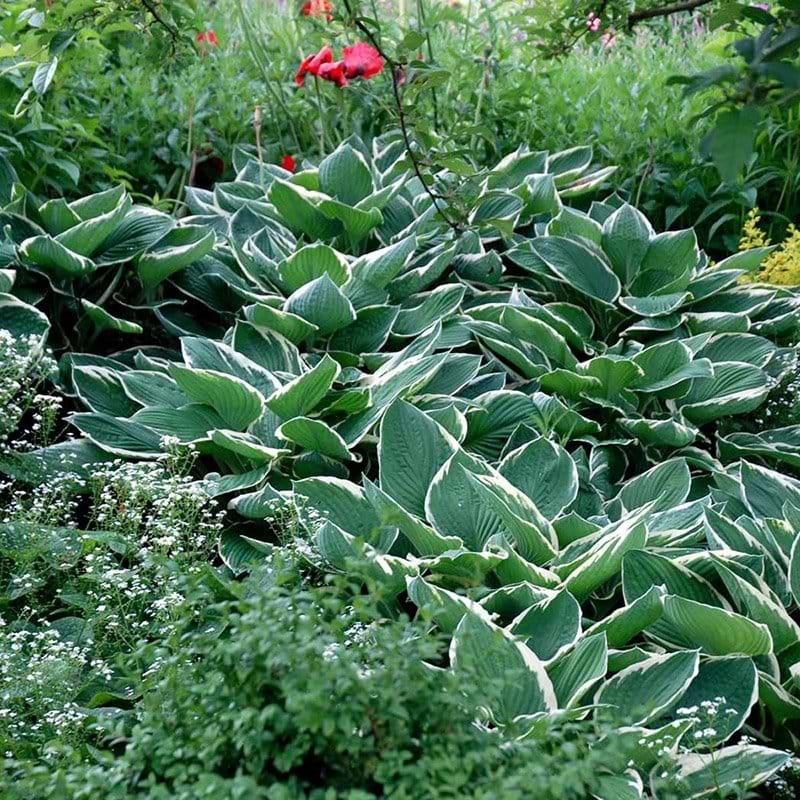 Funkia Hosta fortunei francee