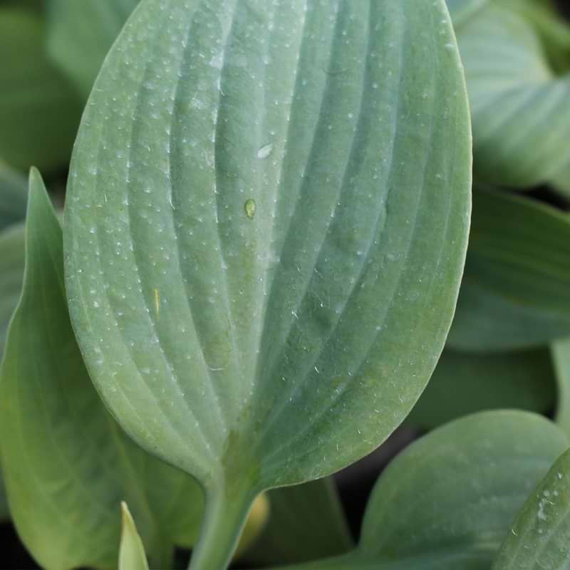 Funkia (Hosta 'Fragrant Blue') 9 cm potte