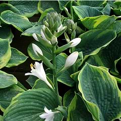Funkia (Hosta 'Frances Williams') 9 cm potte