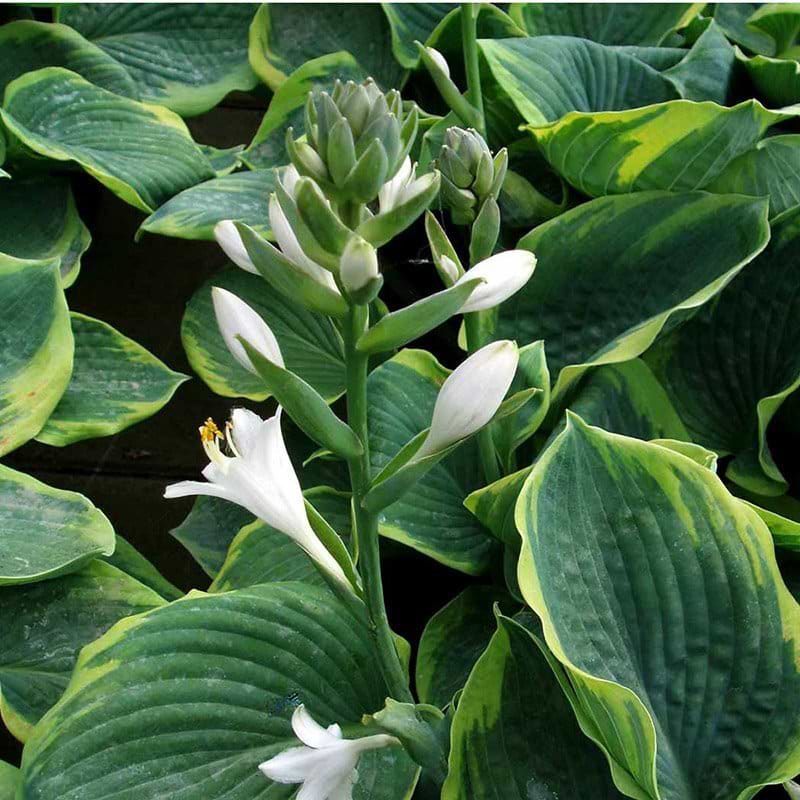 Funkia (Hosta 'Frances Williams') - Flere Varianter