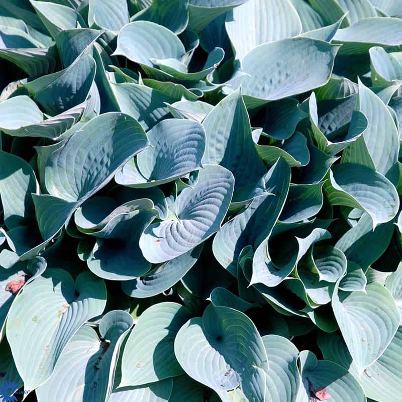 Funkia Halcyon blad