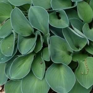 Funkia (Hosta hybrid 'Blue Mouse Ears') 11,5 cm potte