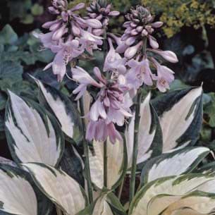 Funkia (Hosta hybrid 'Fire and ice') Potte 1,5 L