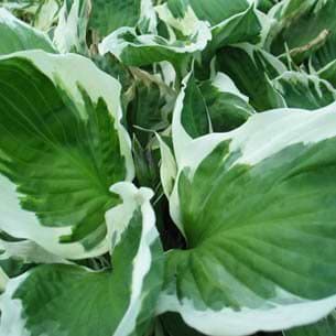 Funkia (Hosta hybrid 'Minute Man') 9 cm potte