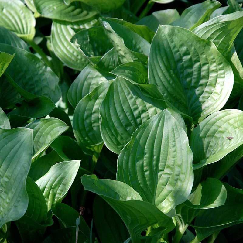 Funkia Hosta hybrid 