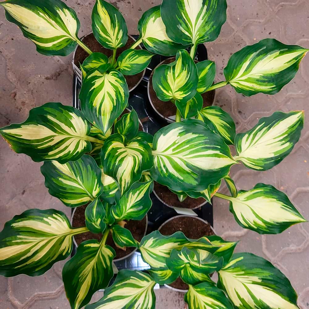 Funkia (Hosta 'Lakeside Paisley Print') 