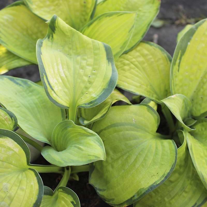 hosta