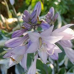 Funkia (Hosta 'Patriot') Potte 11,5 cm 