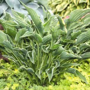 Funkia (Hosta 'Praying Hands') Potte 9 cm 