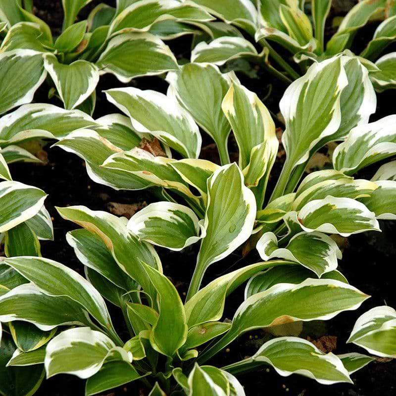 Funkia Hosta Queen Josephine blade
