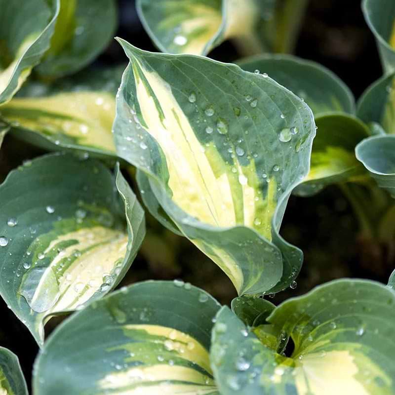 Funkia Hosta sieb Great Expectations
