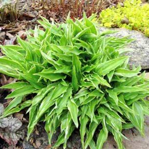 Hosta