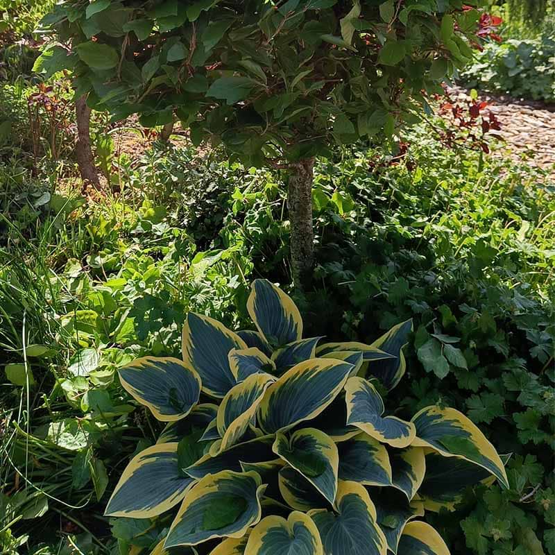 Funkia Hosta tardiana First Frost