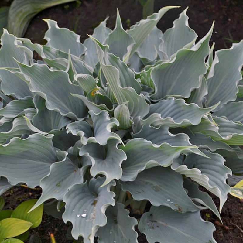 Funkia (Hosta 'Waterslide®' ) Potte 1,5 L