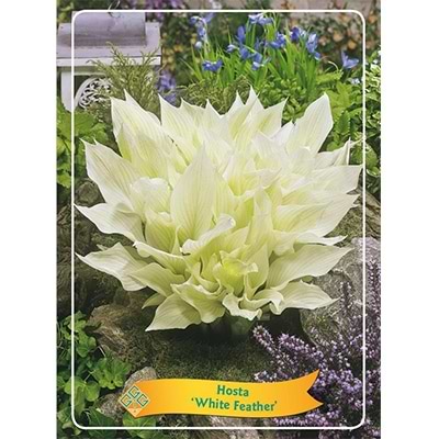 Hosta white feather