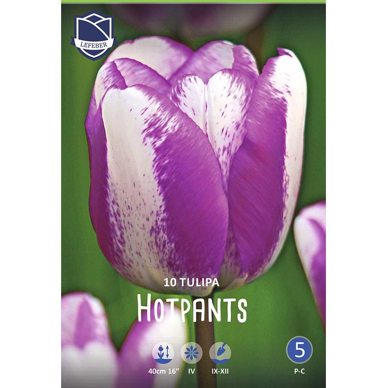 Tulipan hotpants