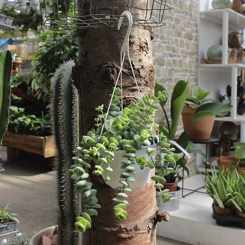 Hottentot hængeplante