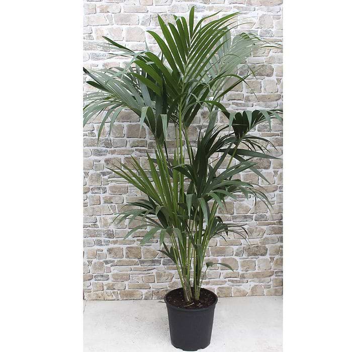 grün weiße monstera Monstera Deliciosa Variegata – Foliage Dreams