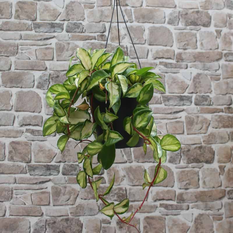 Hoya ampel
