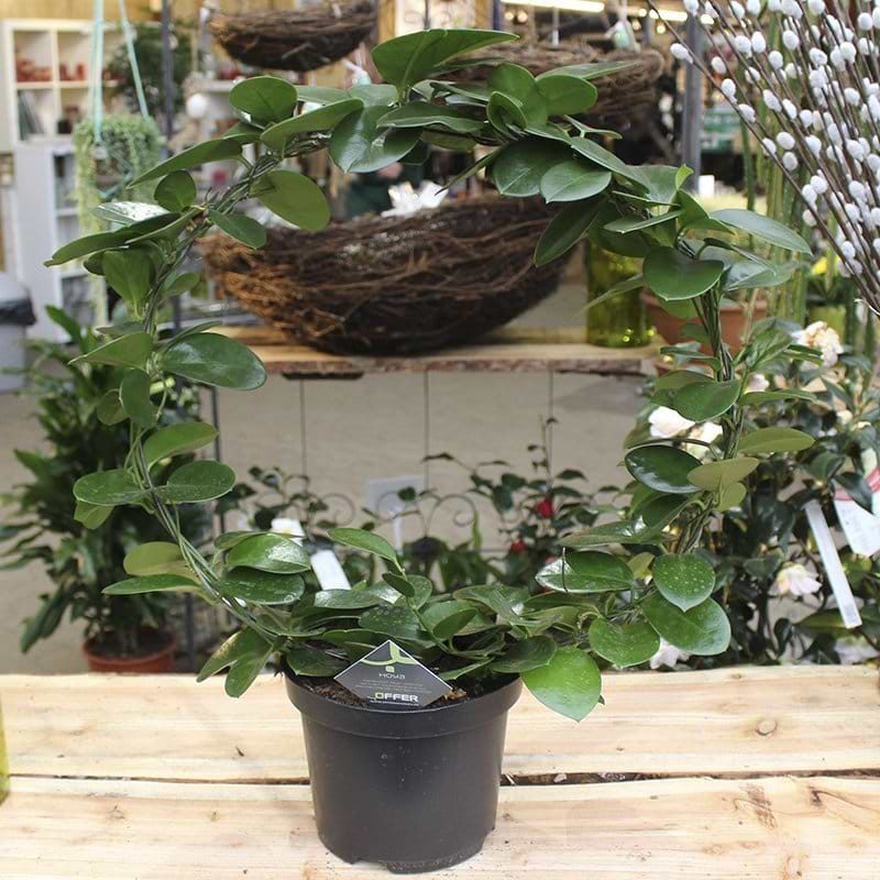 Voksblomst Hoya Australis