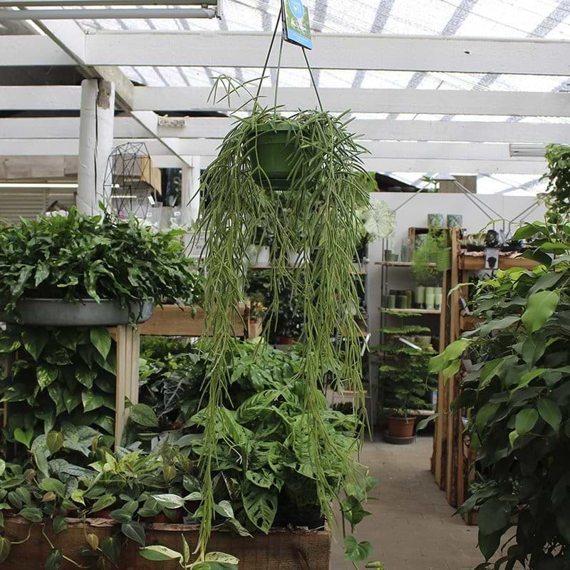 Hoya hængeplante